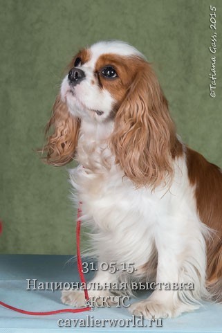 PETERS CAVALIER ADELLI LEYA2 ЧК.jpg